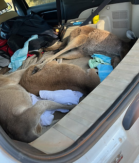 RR webpage - Euro relocation.jpg