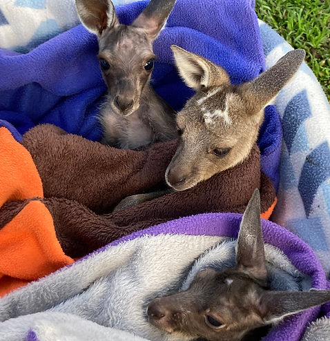 RR webpage - three joeys in their pouches.jpg