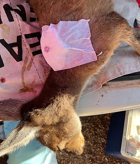 RR webpage - -rescue - injured kangaroo with dressing on shoulder area.jpg